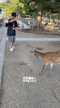 【奈良観光】ペコリとおじぎする鹿が可愛すぎ！ビクビクあげた鹿せんべいと東大寺・大仏殿の柱くぐり体験 #ショート動画 #japantravel #旅行 #子連れお出かけ