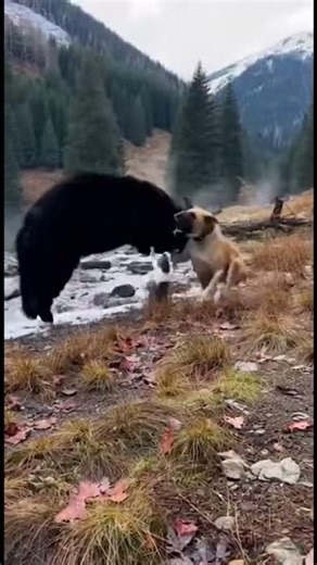 SHOCKING: Cat and Dog Team Up to FIGHT OFF Giant Bear! 😱