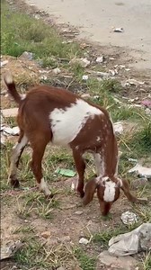 Beautiful Goat 🐐 Grazing in the Fields #ytshorts