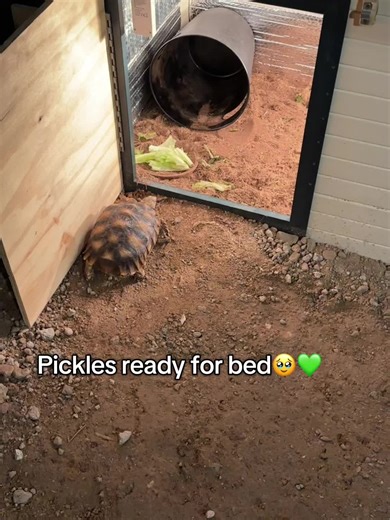 Pickle loves being under the soil, I just help him a little🥹🐢 #fyp #bed #sleep #cover #night