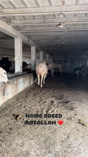 Exploring the Largest Breeding Setup at Prime Cattle Farm