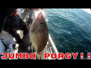 PORGY FISHING (scup) was on Fire in New Jersey