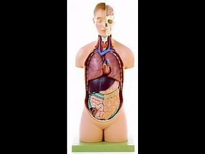 Lab 12.4 - Folds of the Peritoneum