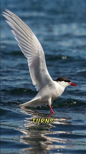 Nature's Ultimate Travelers? Meet The Arctic Terns