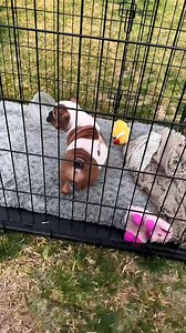 4.1K views · 108 reactions | Pudge loves her food! #english#englishbulldog #puppy #englishbulldogpuppy #bulldog #puppylove #bulld_065 | hi im bubbaa | Facebook