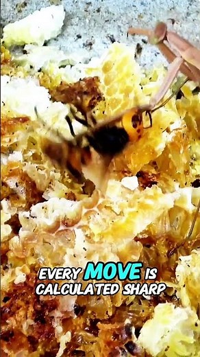 Nature’s Ultimate Face-Off: Mantis vs. Hornet! 🦗👑🐝