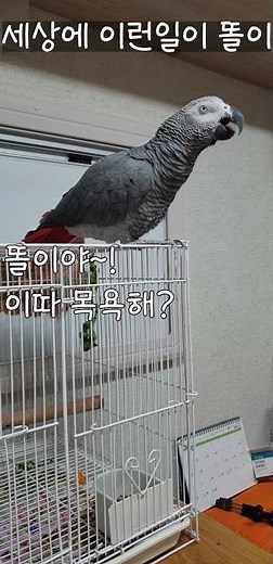 Research subject: Ttoli, the genius parrot who always calls out to his parents! #shorts #amazing ...