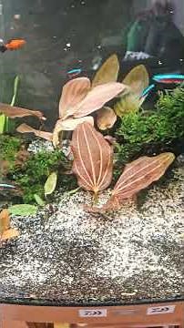 Juwel Vision 260 - update