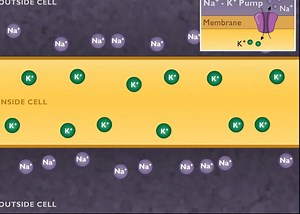 The Nerve Impulse [HD Animation]