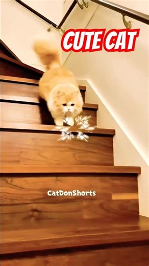 Cat shorts 😱😻|#shorts #cat #shortsfeed #cute #kitten #baby #cutecat