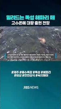 [Subtitled News] Swarms of Toxic Jellyfish Invade Jeju Waters... 'Alert' #Sea #Beach #Toxic #Jell...