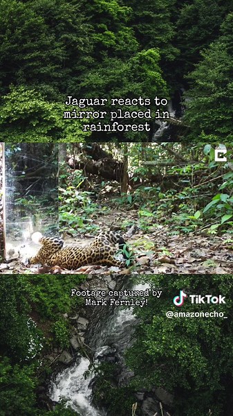 Footage was captured by Mark Fernley while researching how animals (particularly big cats of the Amazon rainforest) interact with mirrors!🪞🐆 #trailcam #trailcamera #amazonrainforest #hopecore #wildlife #bigcats