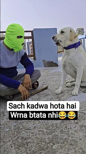 Funny Labrador Day-12 😂 #dog #dogs #funnydog #funnyvideo