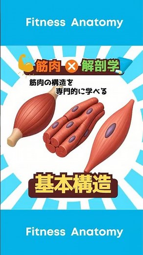 【筋肉×解剖学】筋肉基本構造