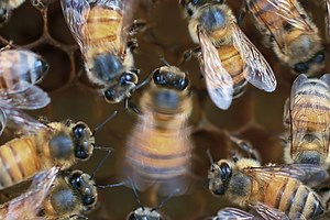 Honey Bees' Waggle Dance — Wiggling and Looping Motions — Changes With the Crowd