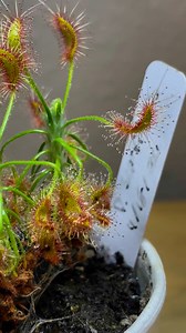 MY MORE SUCCESSFUL DROSERA SCORPIODES | Carnivorous Plants