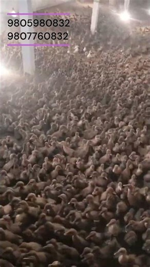 नेपालमा हाँस पालन | Duck Farming Business in Nepal #duckfarminginnepal