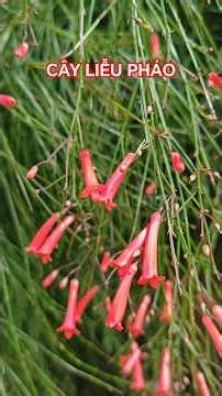 Firecracker Plant #plants #Russeliaequisetiformis