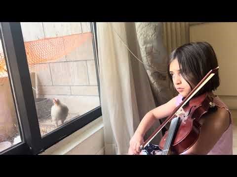 A Violin Concert for the Roosters