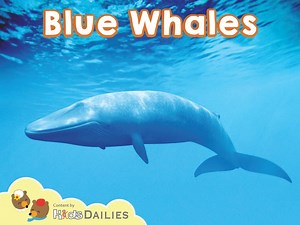 Blue Whales