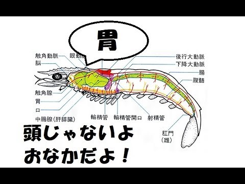 ここは脳みそじゃないのか・・・＞＜【エビのからだ】