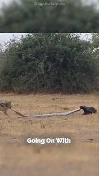 Honey badger vs Python vs Fox |#shorts #animals