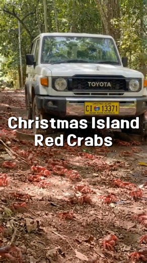 Toyota Land Cruiser: The Ultimate 4x4 Guardian for Christmas Island Crabs 🦀