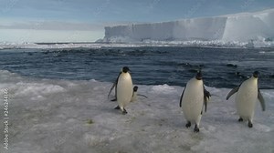 Emperor penguins (Aptenodytes forsteri) swimming in wide ice hole, some exiting water to camera, Cape Washington, Antarctica