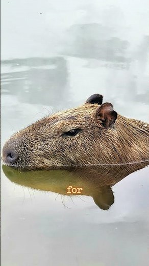 Friendly Giants: The Life of Capybaras