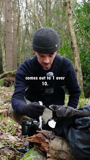 Brown Slime Mould Macro Photography (Stemonitis Virginiensis)