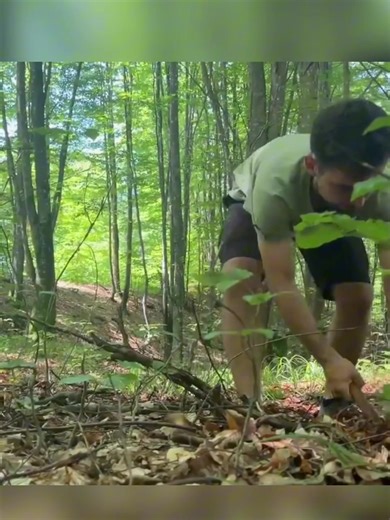 Building a Log Cabin in the Forest: A Survival Guide