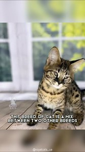 Savannah Cat 🐱 This Cat Breaks the Rules! Too tall, too fast, too intense for a normal house cat. Every move looks calculated and wild. #wildlife #nature #animalfacts #animalvideos | 1 Minute Animals