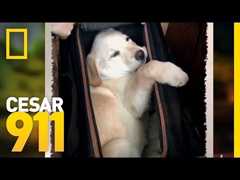 Case File: Beau | Cesar 911