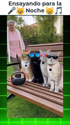 Gatos cantando, practicando sus maullidos para la noche #comedia #gatos #humor #viral | Tus Reels Virales