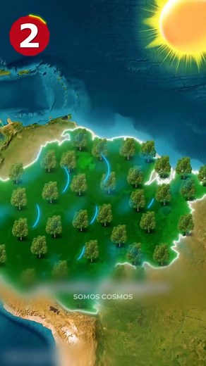 593K views · 18K reactions | La Amazonía no produce el oxígeno que respiramos como la gente piensa. | Somos Cosmos | Facebook