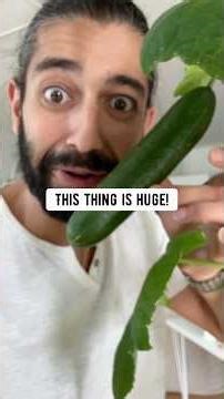 Never buy Cucumbers again! creative explained