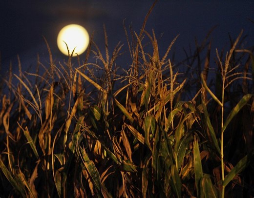 Kansas harvest season slowed by abnormally wet conditions