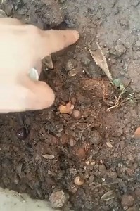 22K views | La bonne méthode pour cultiver certains fruits ! | Lovder | Facebook