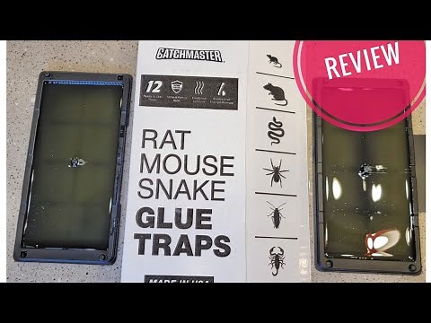 REVIEW Catchmaster Baited Rat, Mouse and Snake Glue Traps