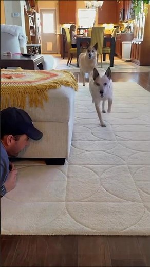 Funny Dog Scare Reactions — You Won’t Stop Laughing!