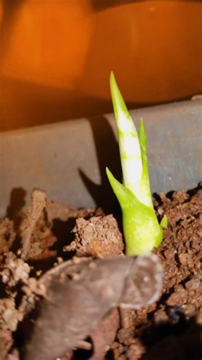 different types snake plants☘️#shorts