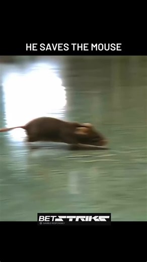 RatedCinemaReels on Instagram: "This clip features a heart-wrenching and then miraculous scene from the classic film The Green Mile. It begins with a cruel prison guard deliberately stepping on and killing Mr. Jingles, the beloved pet mouse of inmate Eduard "Del" Delacroix. ​As Del erupts in grief, John Coffey (played by Michael Clarke Duncan) asks for the mouse, sensing he can help. In a display of his supernatural healing gift, John holds the mouse, and a glowing light emanates from his hands 