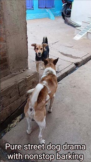 🔥 Two Street Dogs Barking at Each Other 🐕🔥
