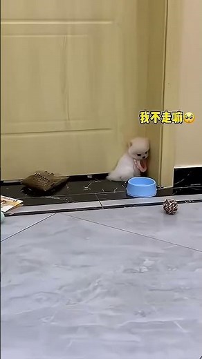 Tiny Fluffy Pomeranian Living Its Best Life 🐕☀️ #Fluffytiny #Tinycutie (1)