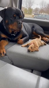 154K views · 1.6K reactions | Drama Queen Puppy vs. Sleepy Giant  ​#catvsdog #funnyanimals #bulldog #puppylove #catsanddogs #caughtin4k #siblings (For entertainment purposes only. Consult professionals if guidance on activities is presented. No brand affiliation is implied if any are shown. If inspired by true events, creative adaptations may be included. Content may include public footage.) | MHR | Facebook