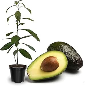 Established Tree Avocado Tree HASS Grafted Live, 3 Gallon Pot 2-3 Feet for Planting, Avocado Plant