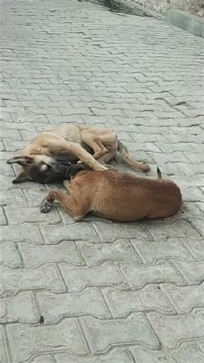 Apne to apne hote hai #youtubeshorts