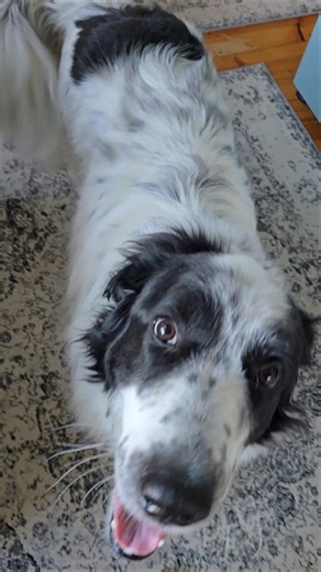 can't find anyone to pester