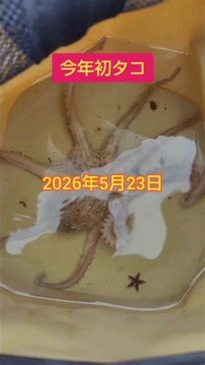 今年初タコ！岸和田阪南港にて。タコ釣り #オクトパッシング #タコエギ #釣り #海釣り #岸和田 #大阪湾 #朝マズメ #オカッパリ #釣り動画 #タコ