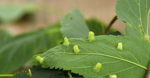 Backyard Farmer | Galls & Spring Flowering Shrubs
